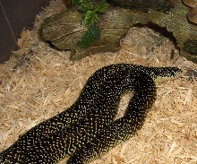 Female Speckled King