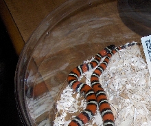 Ruthven's Kingsnake