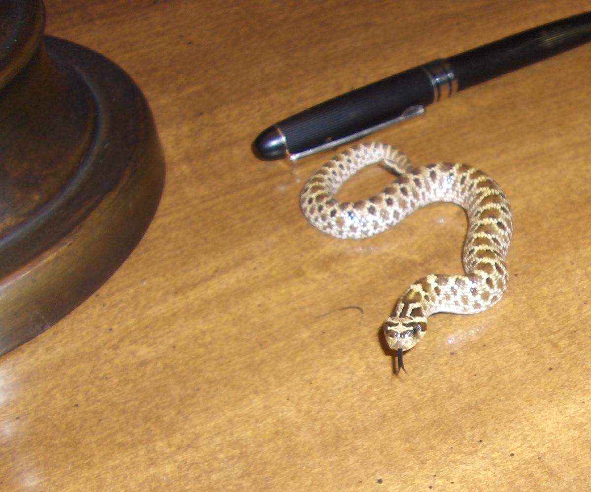 Mexican Hognose