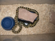 Female Fort Collins,Colorado Bullsnake