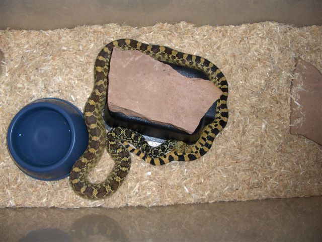 Female Fort Collins,Colorado Bullsnake