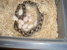 heterodon simus with 13 eggs