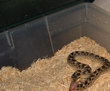 Female Southern Hognose