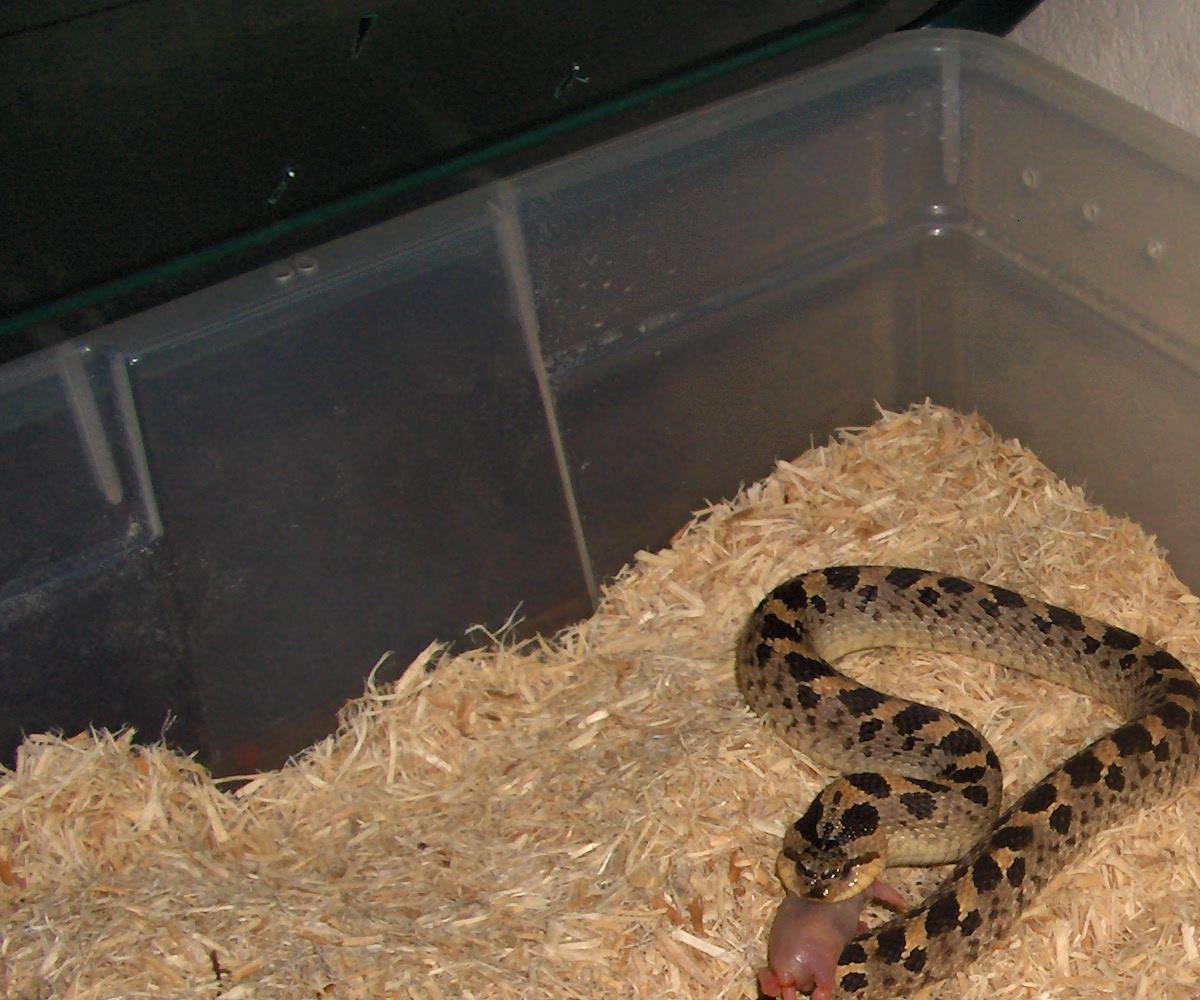 Female Southern Hognose