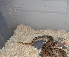 Male South Carolina Southern Hognose