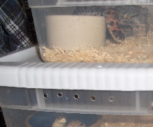 curious hogs