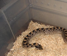 female simus