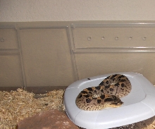 Adult Wildcaught Female Simus