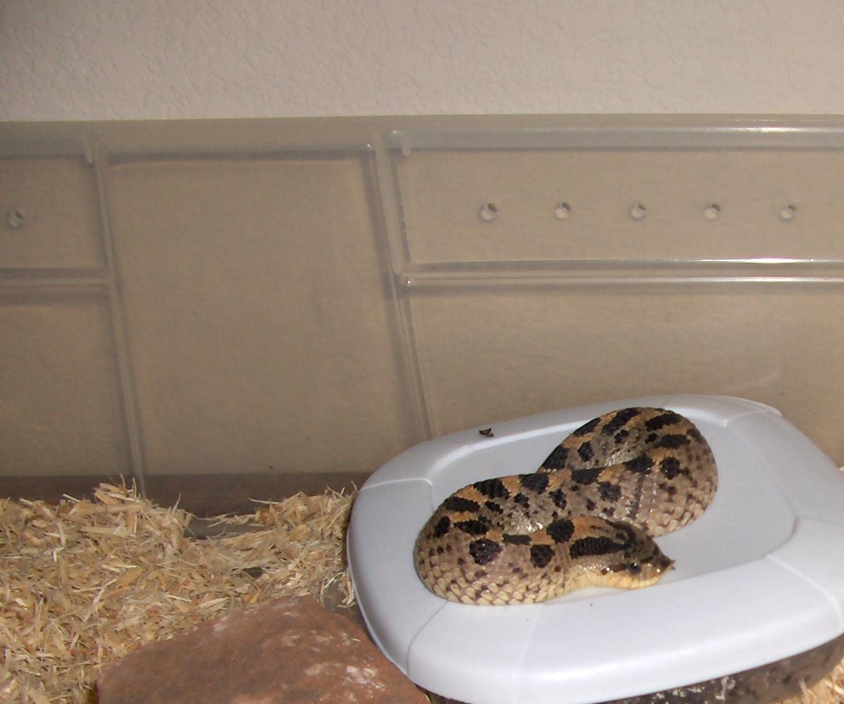 Adult Wildcaught Female Simus