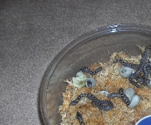 captive born 06 southern hognoses snakes