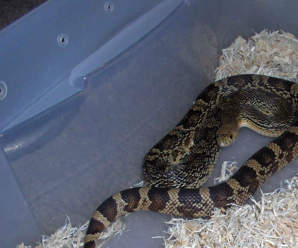 c.b. 06 female southern pinesnake