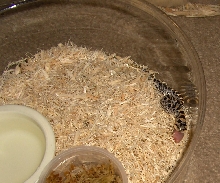 06 female southern hog