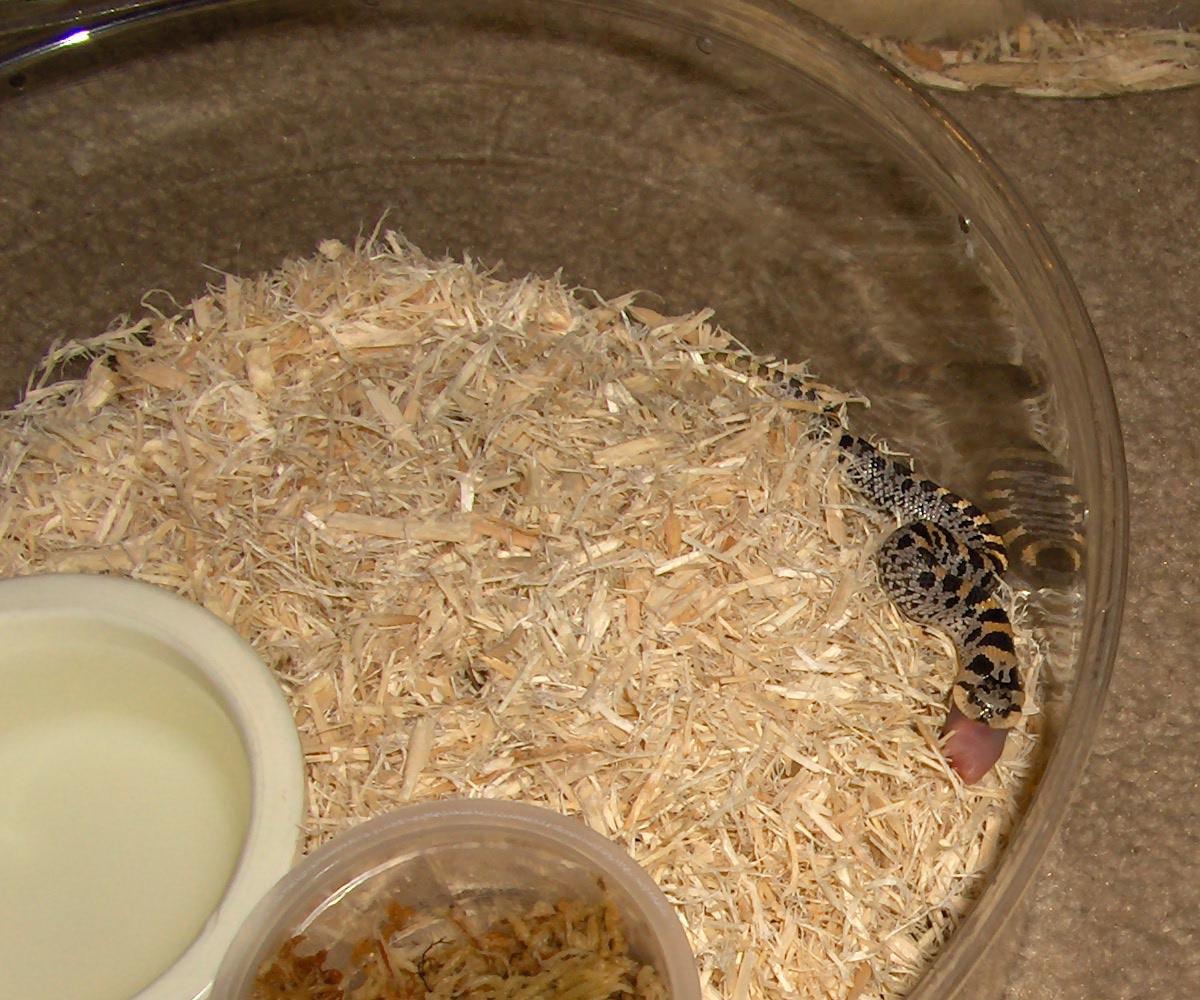 06 female southern hog