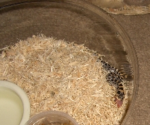 female 06 simus eating scented pink