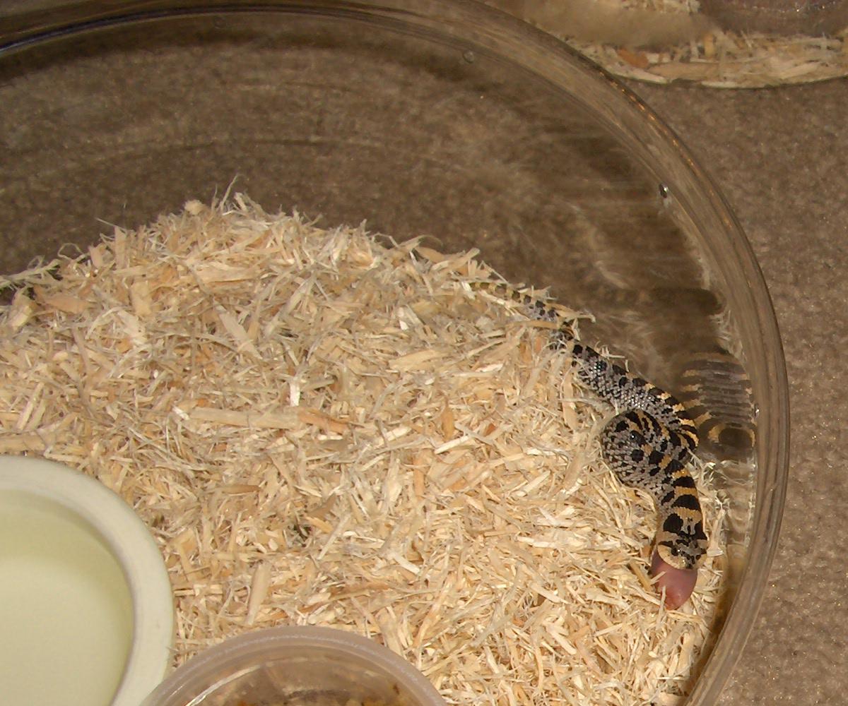 female 06 simus eating scented pink