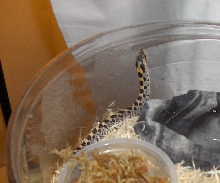 06 female simus,bright orange dorsal stripe