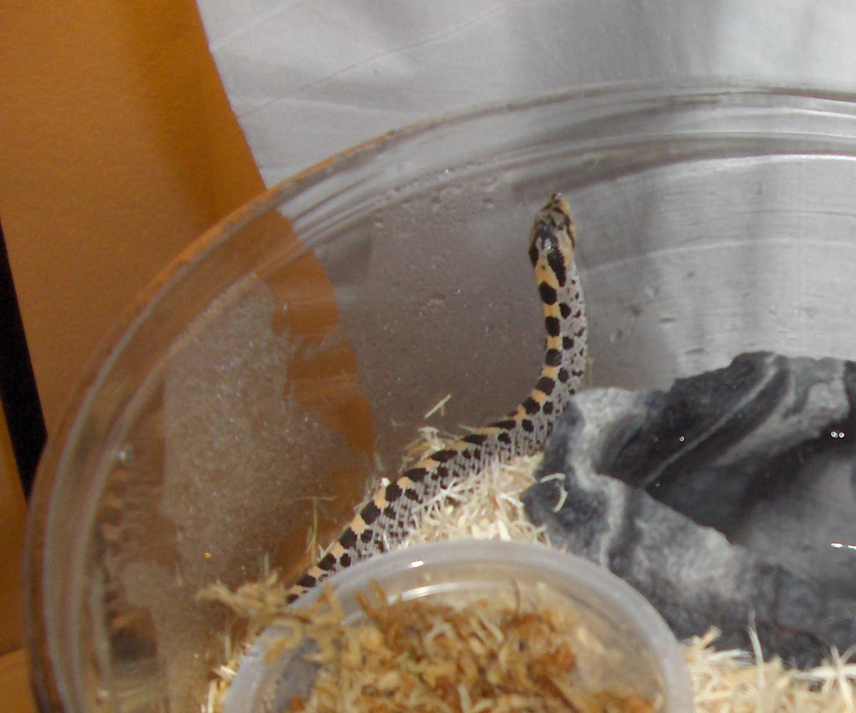 06 female simus,bright orange dorsal stripe