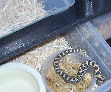 captive born 06 female simus
