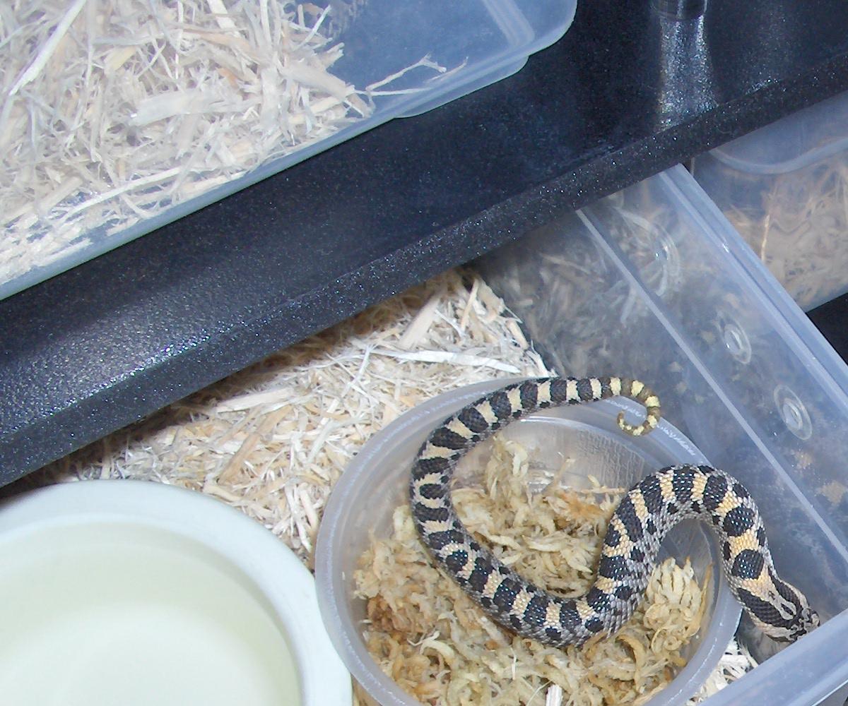 captive born 06 female simus