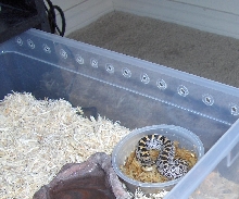 female southern hognose