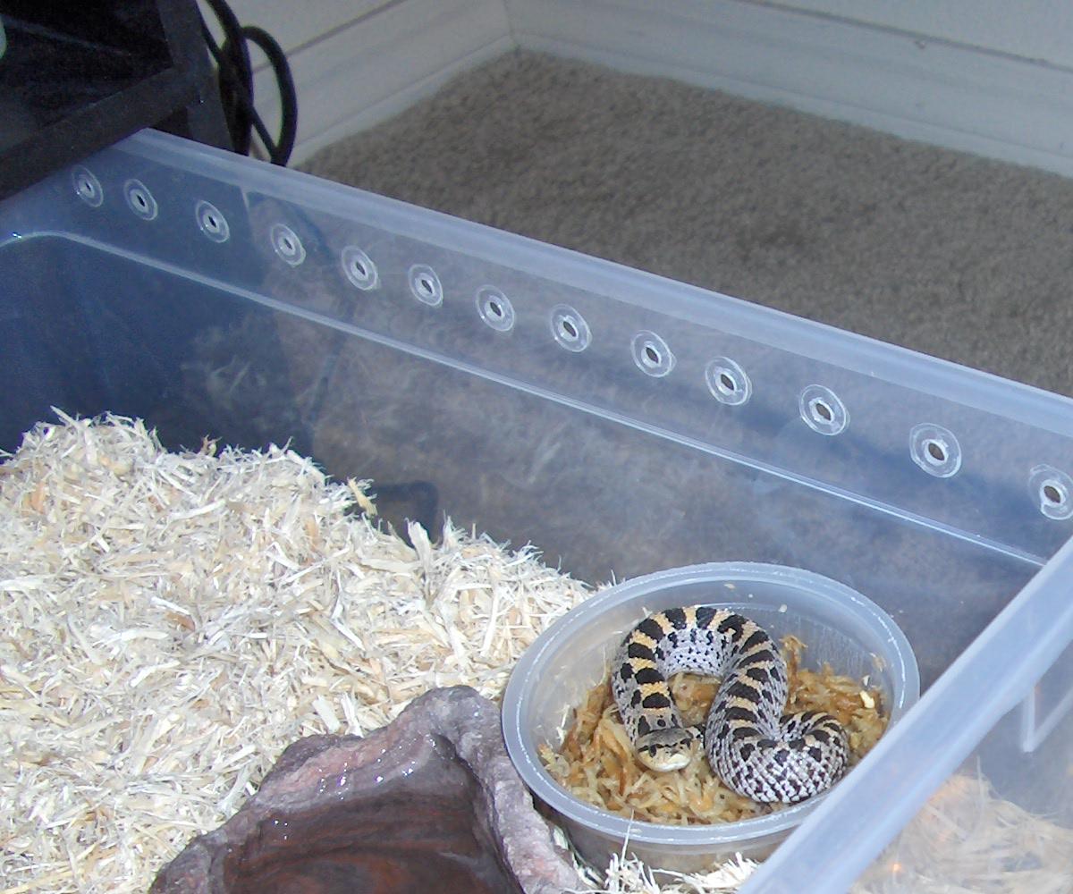 female southern hognose