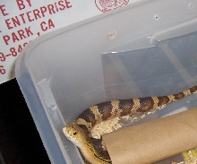 c.b. 06 female southern pinesnake
