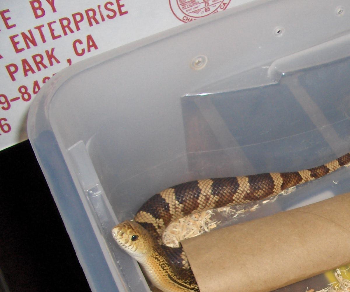 c.b. 06 female southern pinesnake