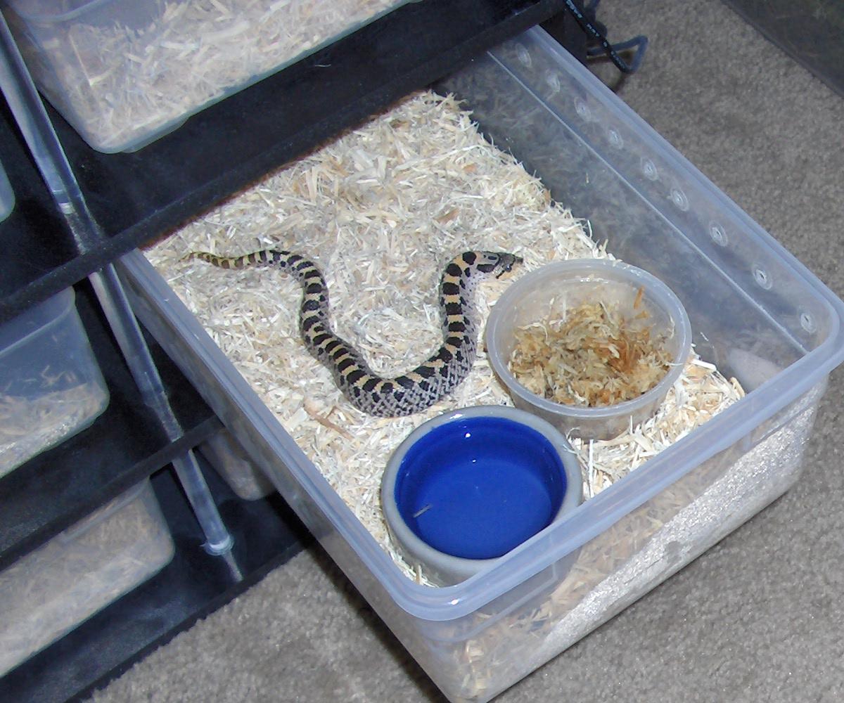 male 06 southern