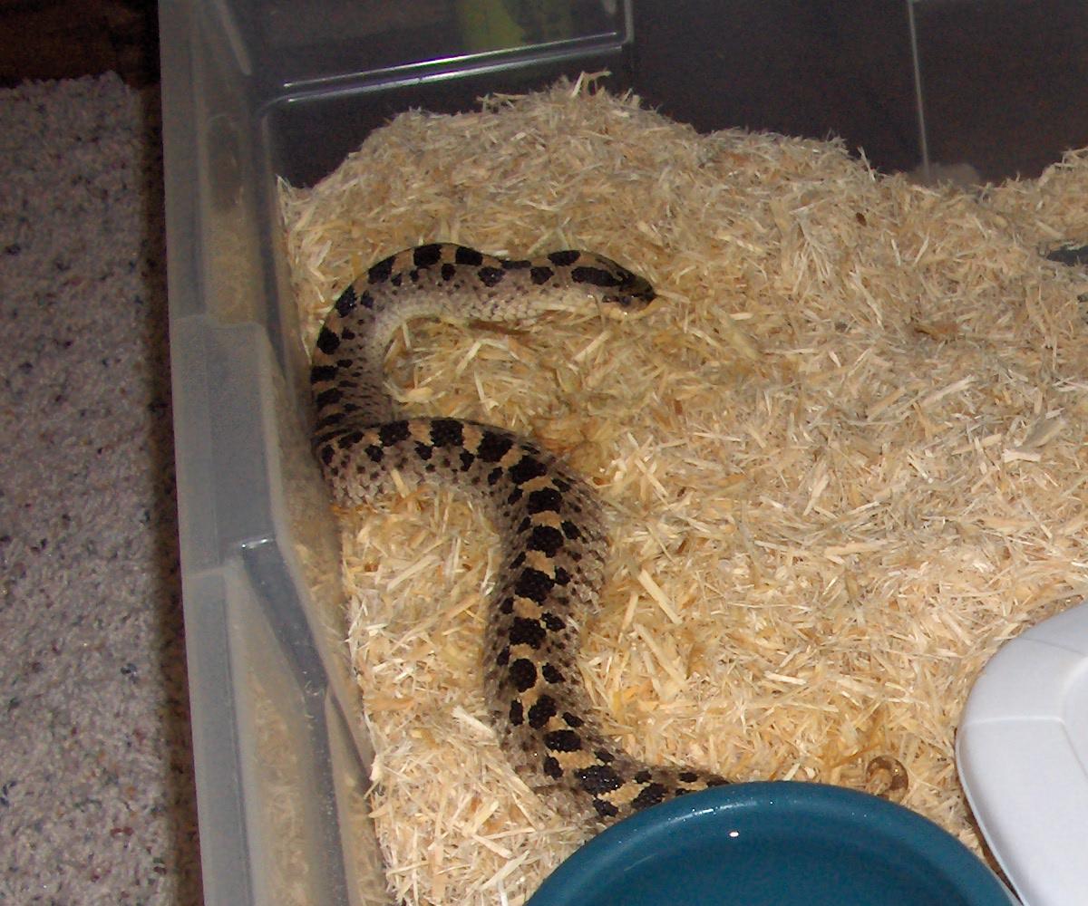 adult female simus