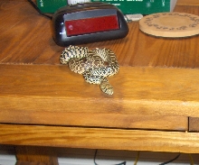 Fort Collins,Colorado Bullsnake