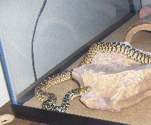 Fort Collins Bullsnake