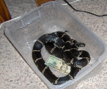Big Male Eastern Kingsnake