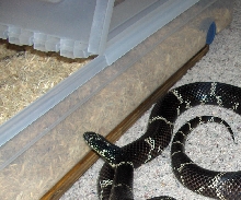 Male Eastern Kingsnake