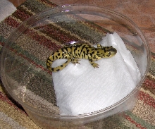 Tiger Salamander