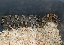 female eastern hognose