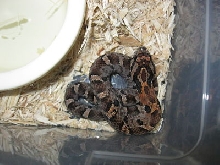 female eastern hognose