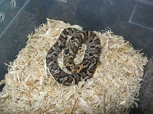 female eastern hognose