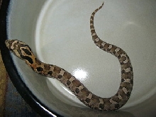 c.b. 11 Tan Eastern Hognose