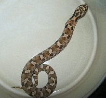c.b. 11 Tan Eastern Hognose