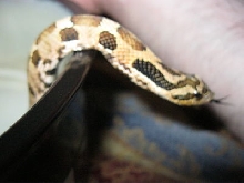 c.b. 11 Tan Eastern Hognose