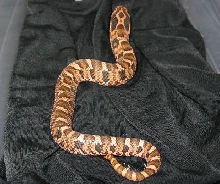 c.b. 11 Red Eastern Hognose