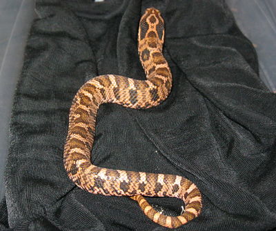 c.b. 11 Red Eastern Hognose