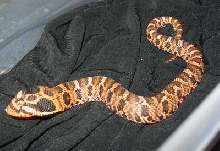 c.b. 11 Red Eastern Hognose