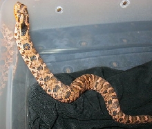 c.b. 11 Red Eastern Hognose