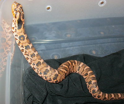c.b. 11 Red Eastern Hognose