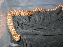 c.b. 11 Eastern Hognose