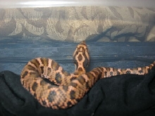 c.b. 11 Red Eastern Hognose