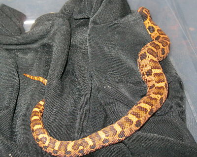 c.b. 11 Red Eastern Hognose