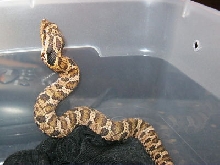 c.b. 11 Eastern Hognose