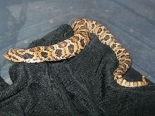 c.b. 11 Eastern Hognose